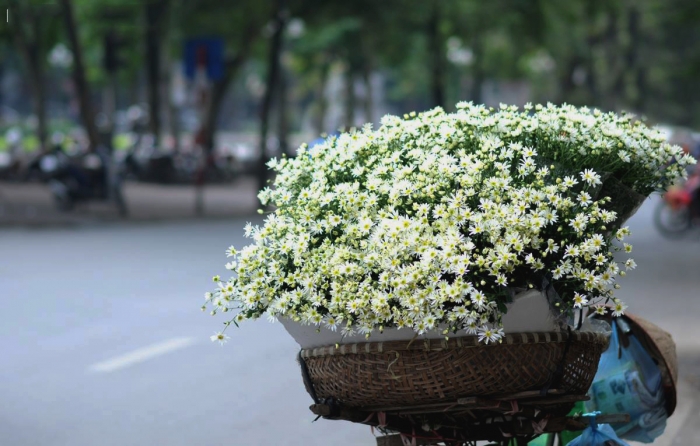 Hình ảnh hoa cúc mi trên những gánh hàng hoa của những phụ nữ dọc phố 